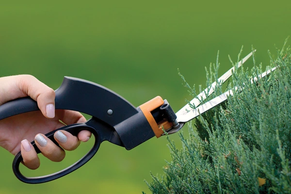 Shrubs being trimmed with pruning shears